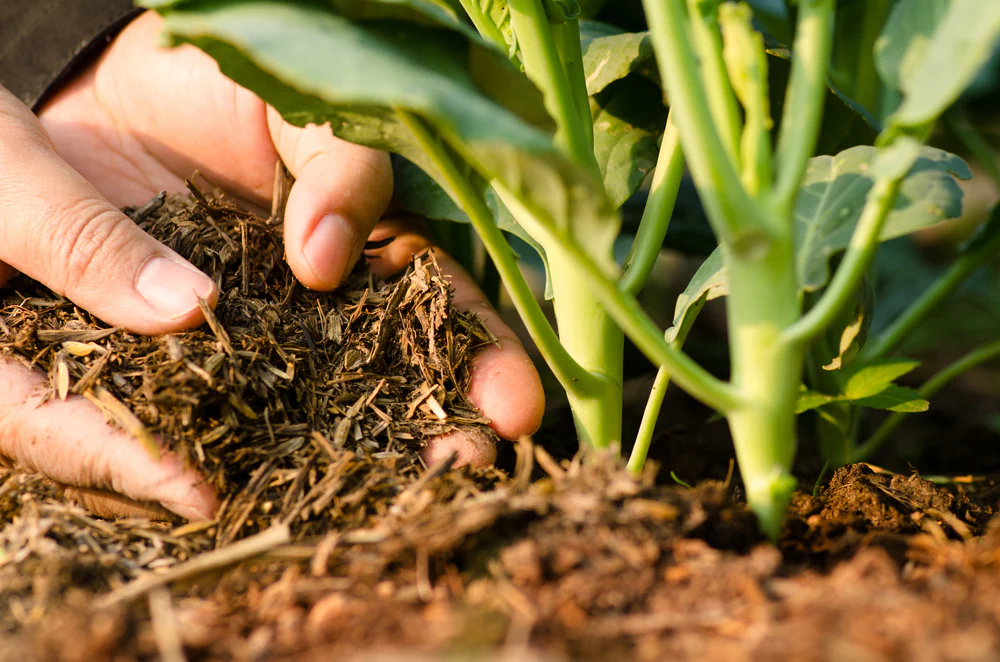 Organic Fertilizers 4