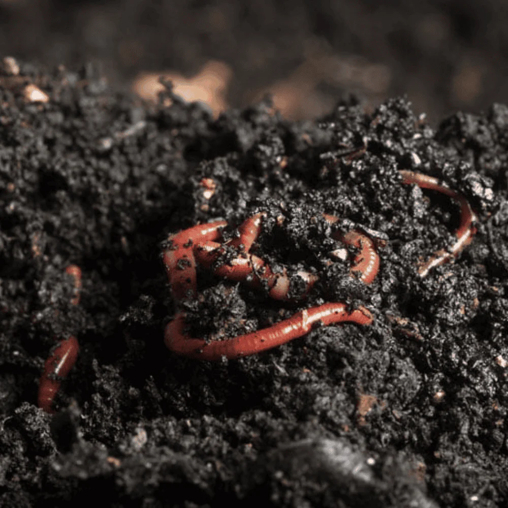 Vermicompost Product 1