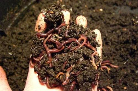 Vermicompost Product 3